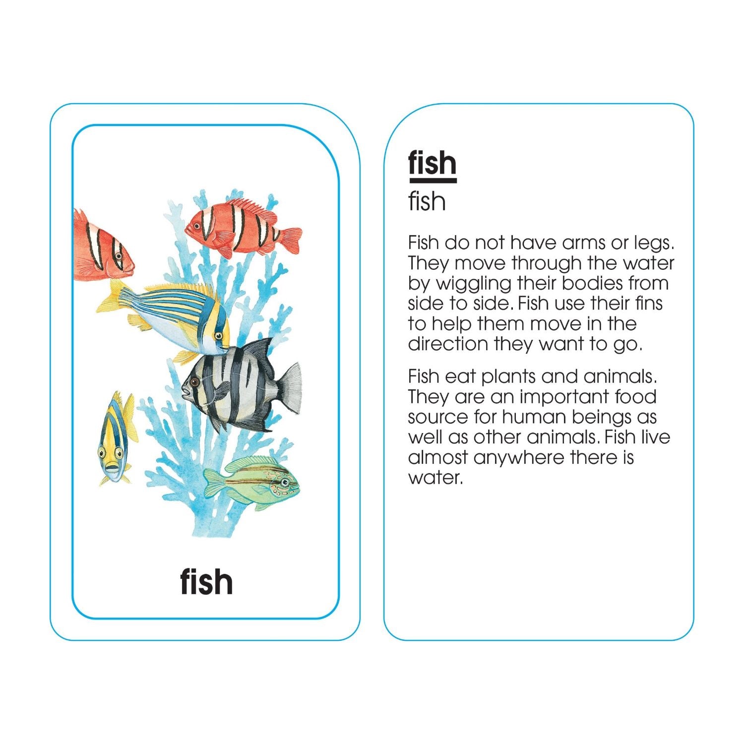 School Zone Animals of All Kinds Flash Cards - Ages 4 and Up, Preschool, Kindergarten, Animal Names