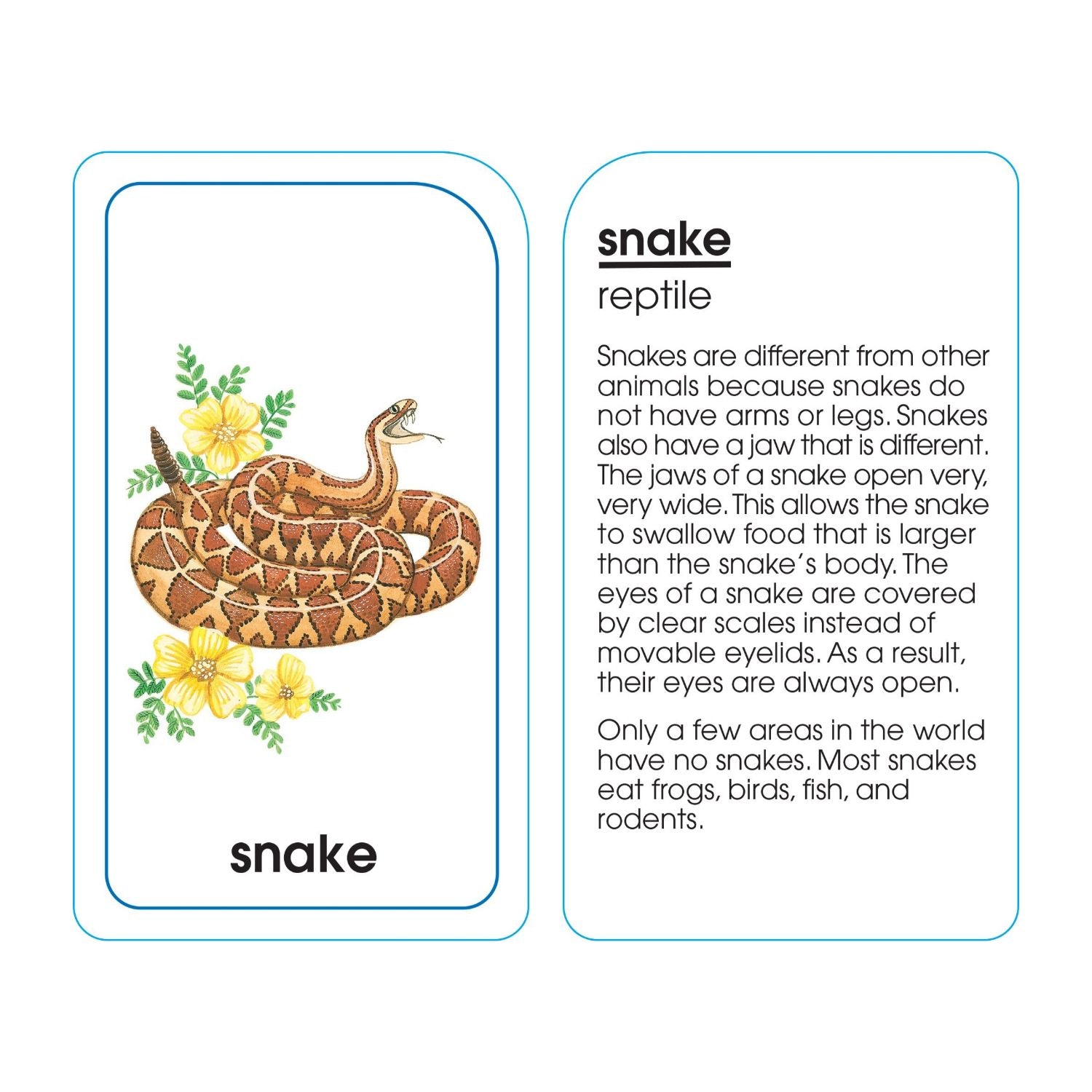 School Zone Animals Of All Kinds Flash Cards: 56 UK | Ubuy